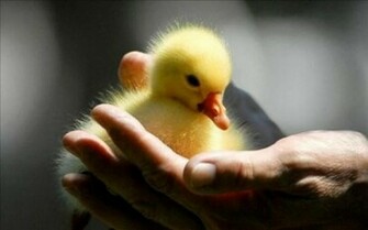Baby Duck Wallpaper