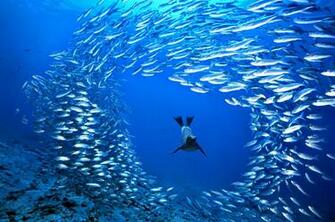 School Of Fish HD Wallpaper Res Desktopas