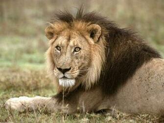 Black And White Wallpaper African Lion Tanzania Africa