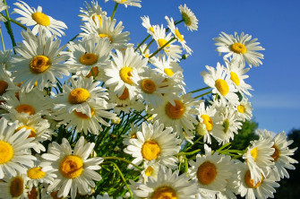 Daisy Wallpaper Wallpapertag Image