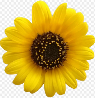 Flower Flores Girasol Girasoles Yellow Aesthetic Png