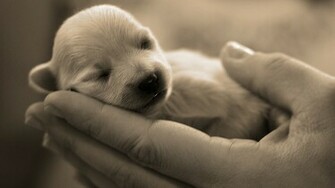 Collection Of Wallpaper Cute Animal Mobile