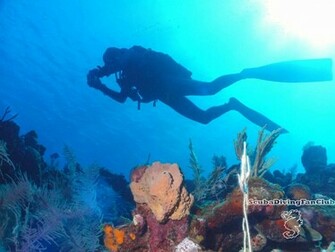 Scuba Diving Wallpaper