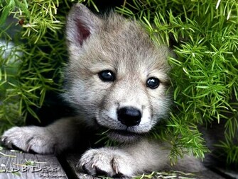 Baby Arctic Wolf Pup