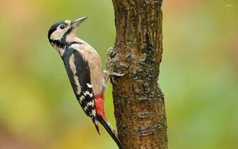 Woodpecker Wallpaper X Net