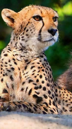 Big Cats Animals Mobile Wallpaper Popular Screensavers