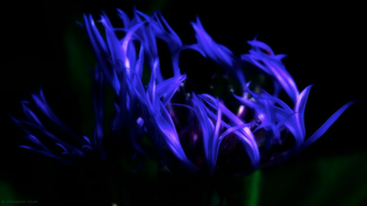 Blue Fire Computer Wallpaper Desktop Background Id