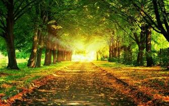 Beautiful Nature Wallpaper HD