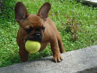 French Bulldog Puppies Wallpaper Pics Fun Animals