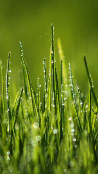 Wallpaper Green Grass 4k HD 8k Field Dew Nature