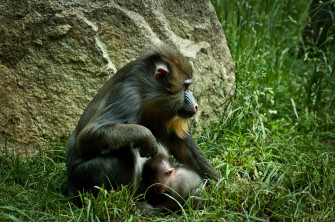 Baboon Wallpaper HD