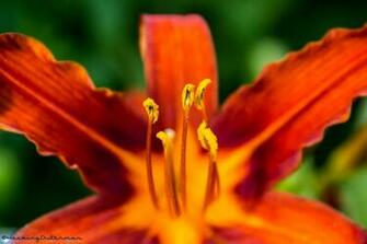 Little Big Pistils Wallpaper 1080p 2k 4k By Hackingdutchman On