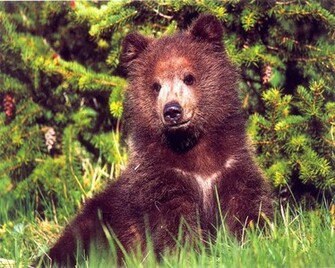 Jungle Life Baby Animals Animal Pics Wallpaper