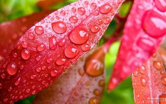 Water Bubbles On Pink Leaf Wallpaper HD