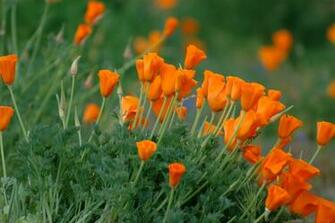 California Poppies