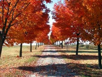 Autumn Fall Nature Wallpaper Popular