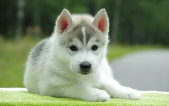 To Cute Puppy Wallpaper For Desktop Mobile Background Next Image