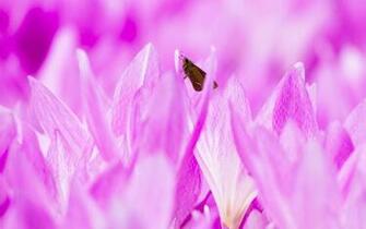 Rate Select Rating Give Butterfly On Pink Flowers