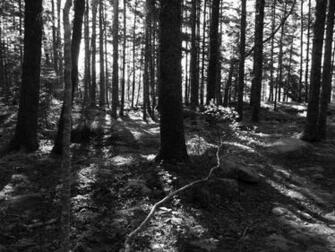 Black And White Forest Wallpaper HD Pretty