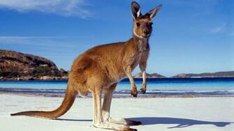 Kangaroo Wallpaper High Quality
