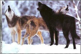 Pack Of Wolves Howling Wallpaper Best Pictures