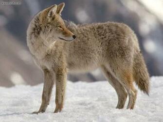 Coyote Wallpaper First HD