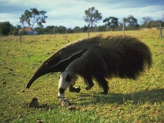 Animal Wallpaper Anteater