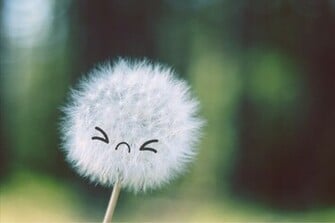 Dandelion Face Emoticon Reaction Image Smiley Seed Head Wind Blow