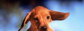 Covers For New Timeline Profile Dachshund Puppy Get