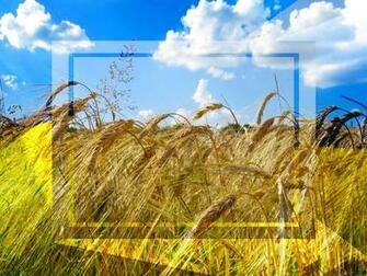 Picture Wallpaper Desktop Ukraine Rye Field With