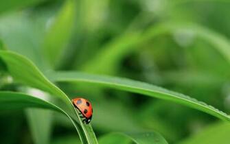 Nature Macro Photo For Wallpaper With Ladybug HD