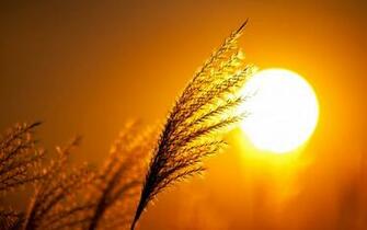Stunning Sunset And Many Branches HD Wallpaper