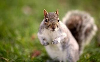 Squirrel Wallpaper