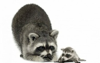 Animal Raccoon Wallpaper
