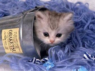 Live Wallpaper HD Animal Cute Kitten Pictures