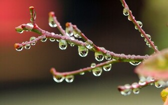 Raindrops Roses Wallpaper Desktop