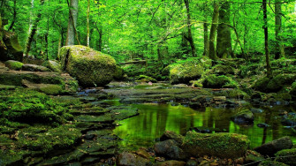 Green Forest Wallpaper