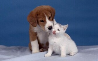 Dog And Cat Wallpaper Teddybear64