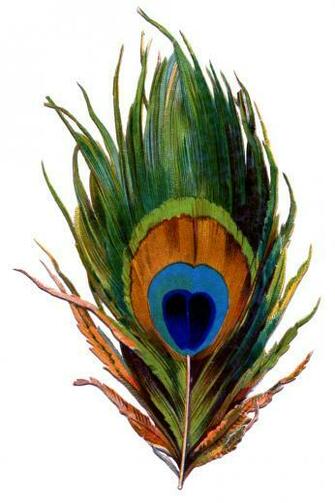 Image Peacock Feather With Flute Wallpaper HD Clip Art Library