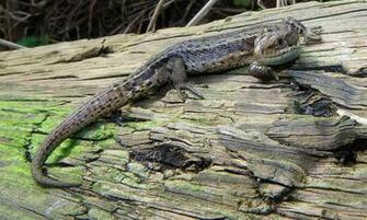 Explore The Collection Reptiles Lizards Lizard