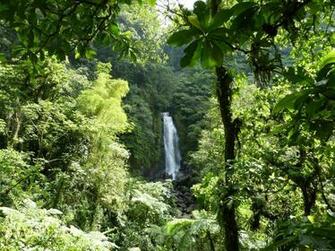 Tropical Rainforest Wallpaper