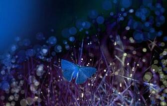 Wallpaper Grass Macro Night Butterfly Bokeh Eleonora Di Primo