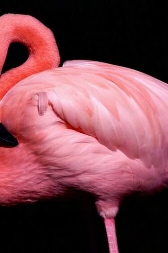Flamingo Posing Desktop Pc And Mac Wallpaper