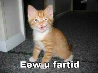 Funny Cat Pictures Image Lol Wallpaper And Background Photos