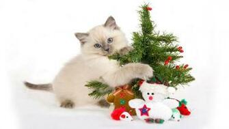Christmas Cat Cute HD Wallpaper For