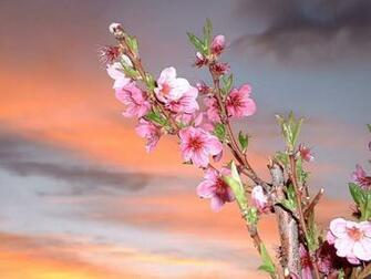 Apple Blossom Wallpaper