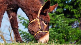 Donkey Wallpaper