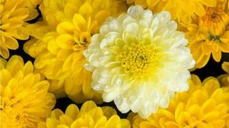 The Yellow Flower Painters