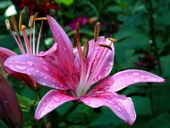 Pink Flowers Wallpaper