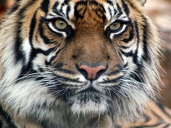 Liger Wallpaper
